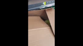 Australian shopkeeper impresses with his technique to open durian fruit