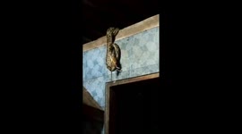 Skin-crawling moment python catches a rat after slithering down from ceiling