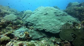 Diving through a stunning Coral Reef