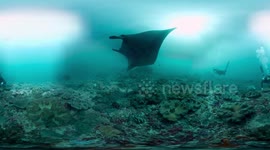 Diving on Manta Point Nusa Penida (360° underwater video)