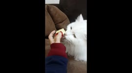 cat loves apple