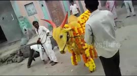 'Sacred' bull attacks drunk man taunting it during Hindu festival