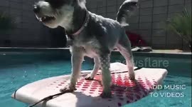 Puppy hit by car becomes Surfer Dog!
