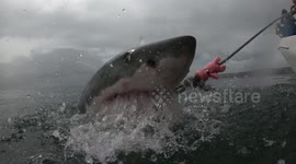 Sharks In Action! Amazing Power Of A White Sharks Bite In Slow-Motion!