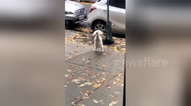 Dog's reaction to being left outside the coffee shop is too cute