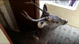 Oh deer! Unexpected guest breaks into school in northern India