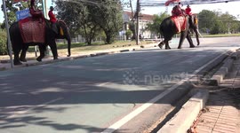 Elephants cross the road at a zebra crossing.