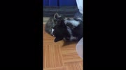 temp