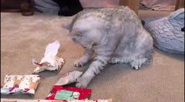 Clever cat unwraps his own Christmas present
