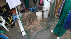 Cheeky Penguin Thinks He's In Trouble But Ends Up Playing With Keeper!