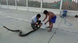 Workers find 12ft long python sleeping on factory fence