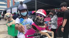 Lizard and two dogs wearing sunglasses pose for photos while on motorbike