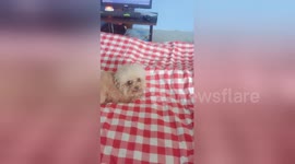 Poodle gives owner a worried look after she kicks toy dog off the bed