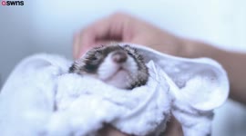 Festive ferret who is the face of his own calendar has already raked in $3000 in sales ahead of the holidays