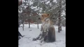 Friendly pet bear loves to play and roll around in the snow
