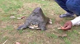 Turtle with huge hump worshipped as deity in India