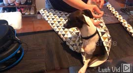 How to wrap your Iggy