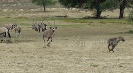 Oryx antelope relentlessly chase thirsty hyena away from the water