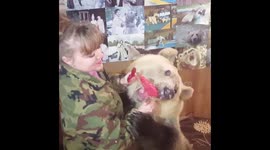 Cute bear Semyon eating lollipops