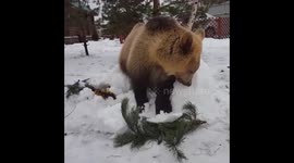 Bear Semyon playing with destroyed snowman
