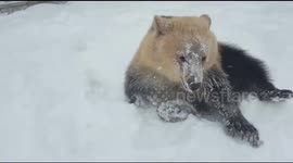 Baby bear rolling in snow