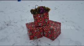 Baby bear Semyon opening Christmas gifts