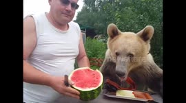 Bear Semyon eating watermelon