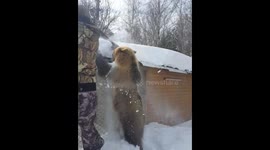Baby bear Semyon clearing his house's roof from snow