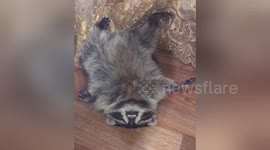 Raccoon takes a heavy nap after a hard day's lying around