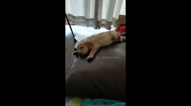 Cute Labrador puppy falls off couch while sleeping