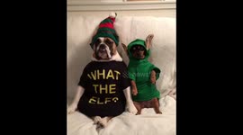 Not fooling anyone! Dogs dress up as Elf on the Shelf
