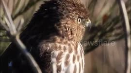 Cooper’s hawk close up