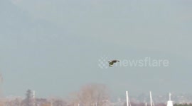 Short eared owl hunting in delta