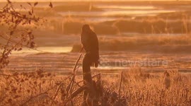 Harriers breath mists the cold air