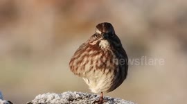 Cold sparrow chirping on one leg