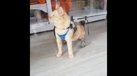 Cat Has His Own Wheelchair