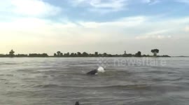Endangered Mekong River Irrawaddy Dolphins