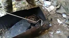 Russell Viper stuck inside drum of tar, rescued by reptile lovers