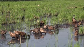 Ducks getting very mucky in a paddy field.