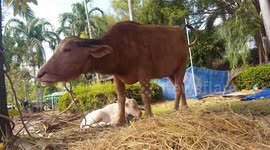 water Buffalo and baby eating and relaxing.