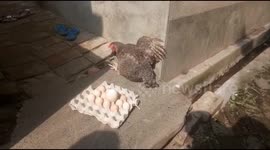 Bengal hen lays five-inch jumbo egg,three times bigger than normal egg