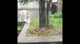 White Tiger