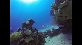 Diving