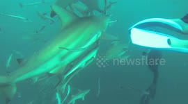 Sharks Surround Me!! Scuba Diver Surrounded By Sharks!