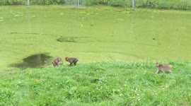 Monkey game