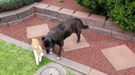 Bunny runs rings around staffy