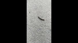 Caterpillar bites