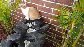 Cheeky Bunny climbs fish pond to reach higher leaves