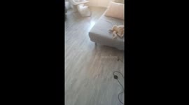 Cat sitting on the sofa