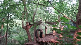 Panda playing with tire swing